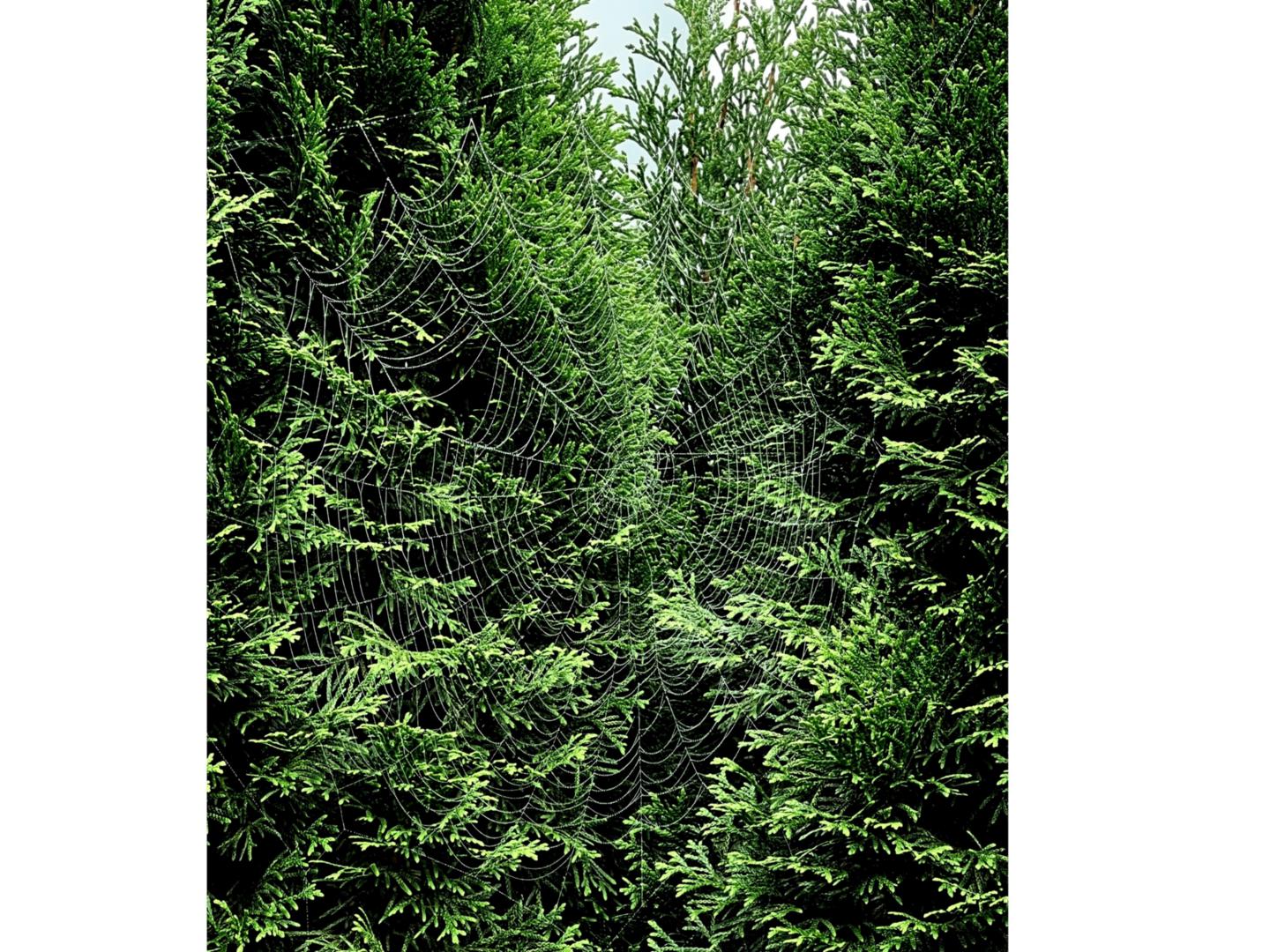 Netz Hecke (c) Spinnennetz, Garten, kita Heilig Geist