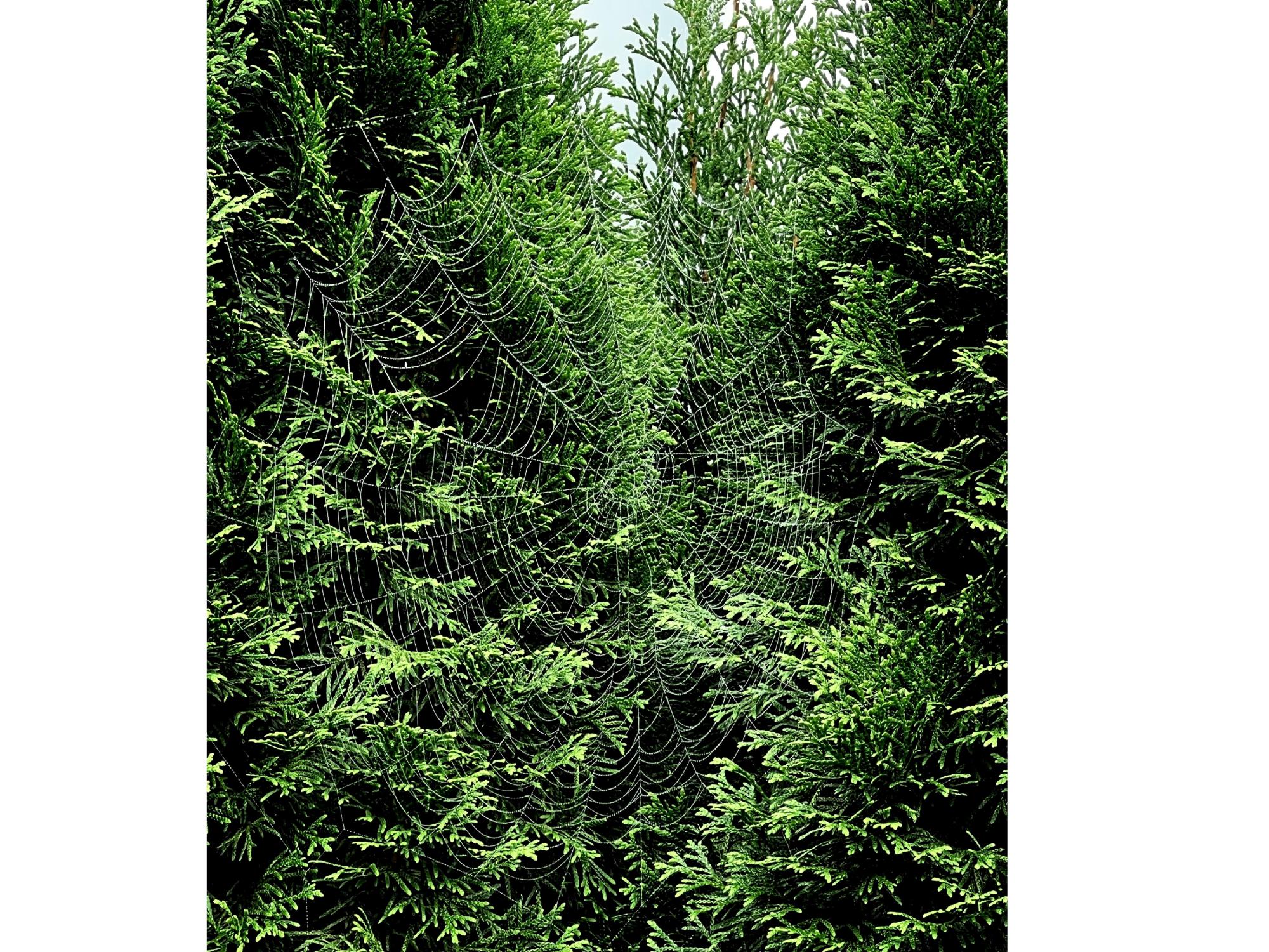 Netz Hecke