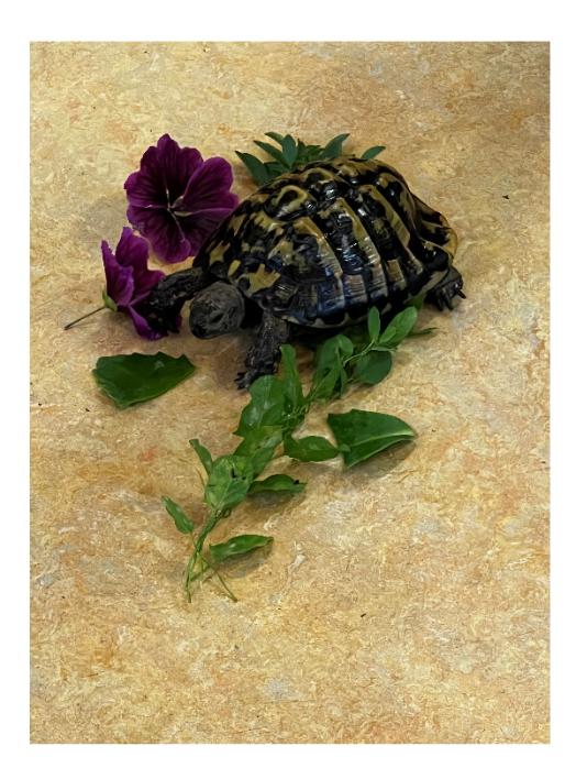 Schildkröte 1 (c) Schildkröte in der Kita, heilig Geist, Veitsbronn