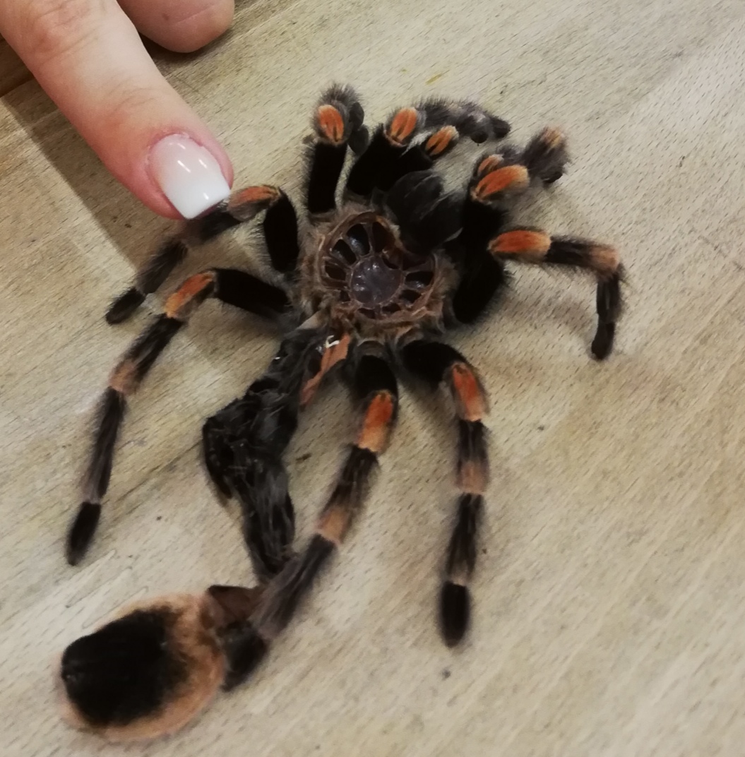 Spinnenhaut (c) Spinnenhaut, Vogelspinne, Kita Heilig Geist, Veitsbronn