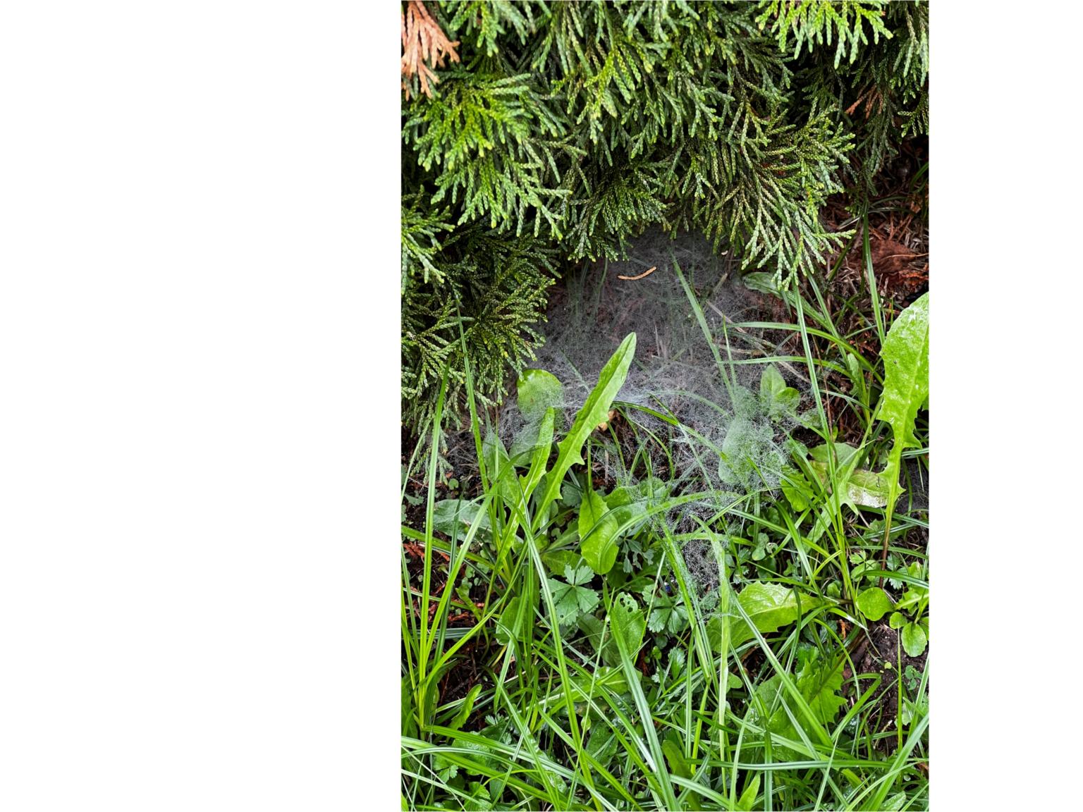 Spinnennetz (c) Spinnennetz, Hecke, Kita Heilig Geist